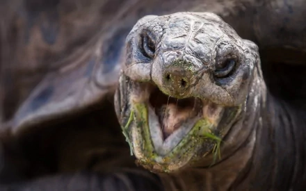 Animal tortoise HD Desktop Wallpaper | Background Image