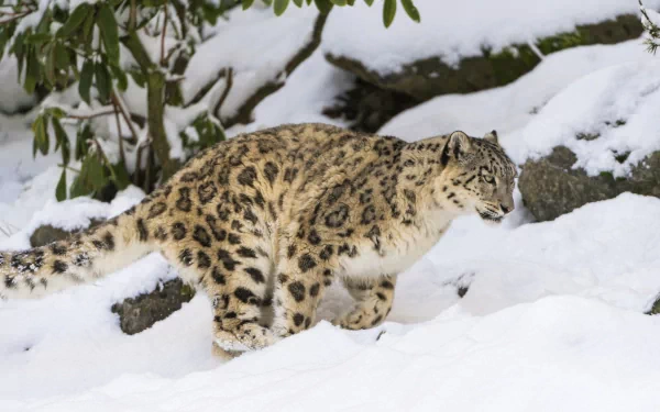 A snow leopard gracefully navigates a snowy landscape, surrounded by rocks and greenery, captured in high-definition for a striking desktop wallpaper.