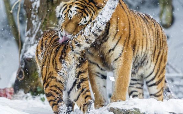 HD PC desktop wallpaper background: two tigers nuzzling and grooming in a snowy forest.