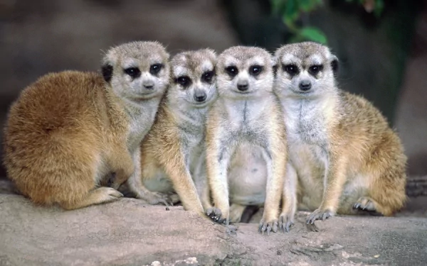 Animal meerkat HD Desktop Wallpaper | Background Image
