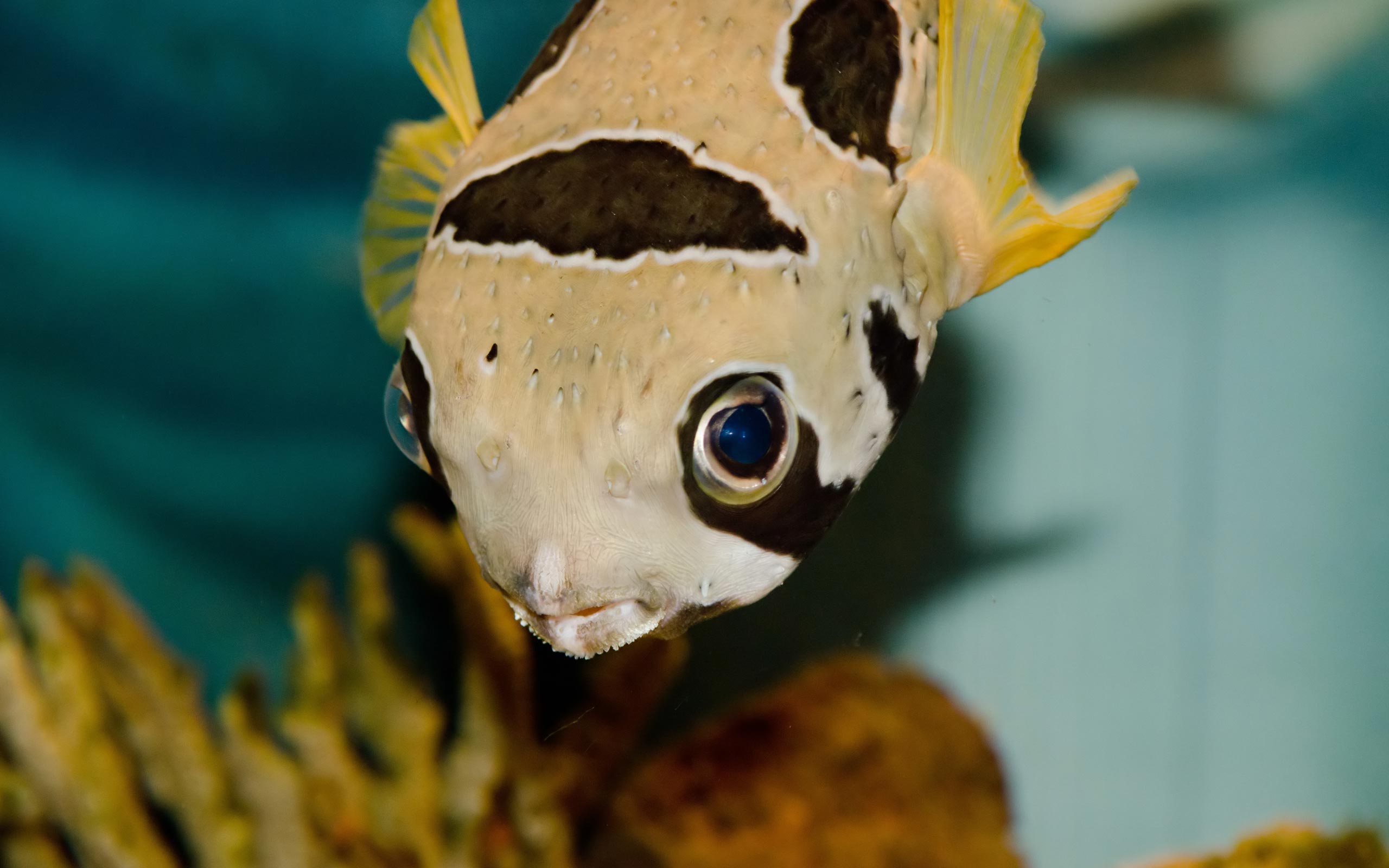 fugu pufferfish
