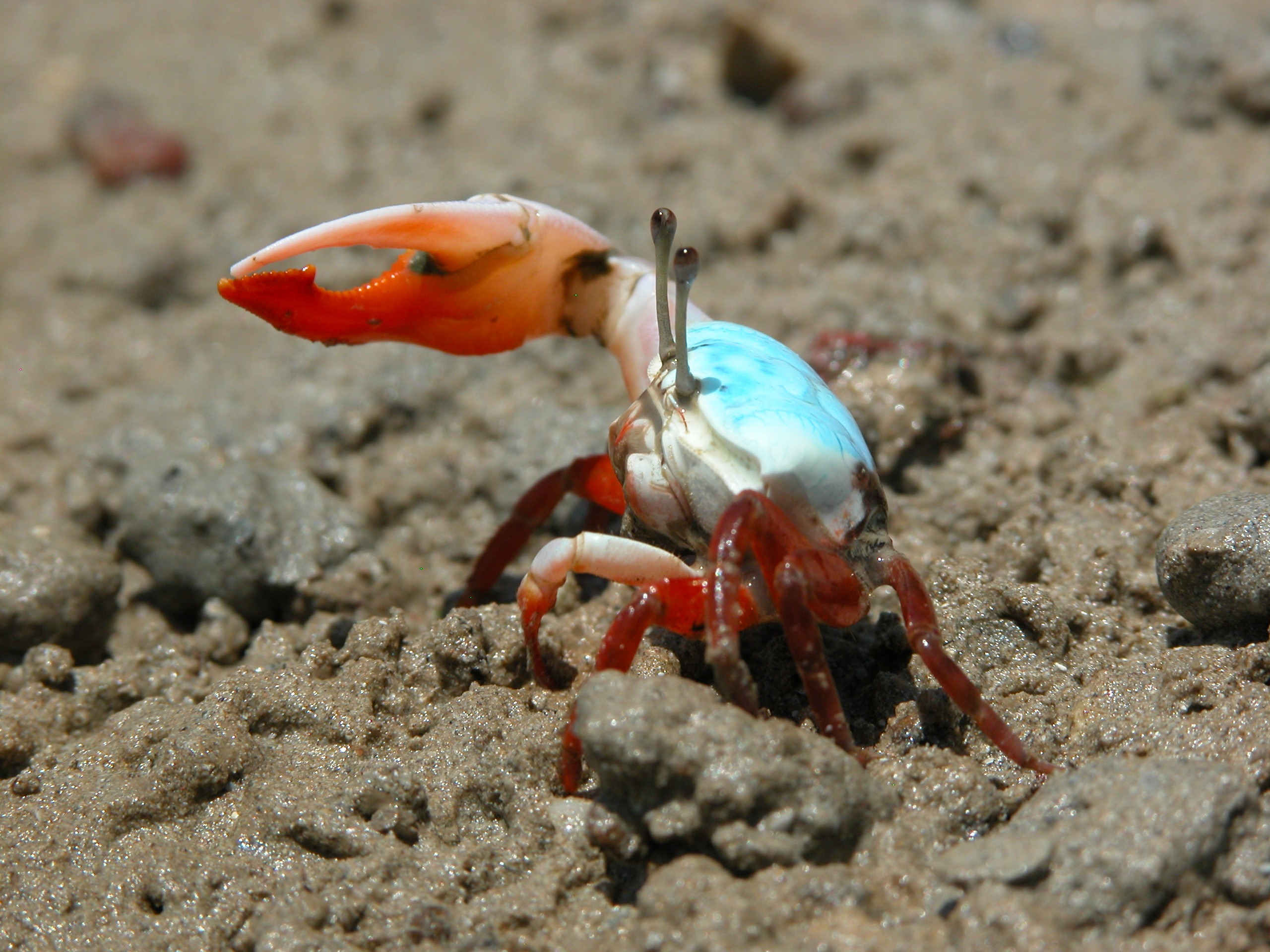 3 Fiddler Crab HD Wallpapers | Background Images - Wallpaper Abyss