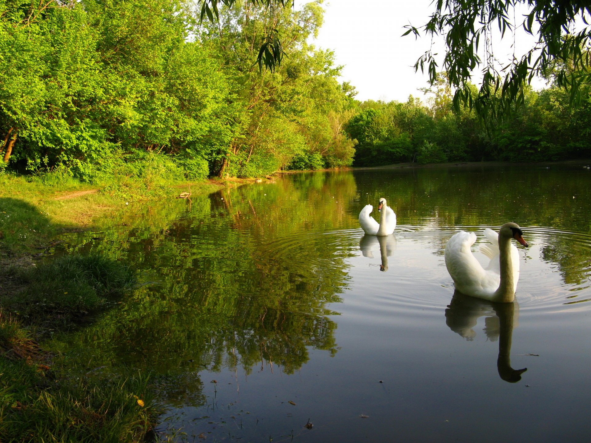A serene HD wallpaper featuring two mute swans gracefully gliding on a tranquil pond, surrounded by lush greenery and reflections in the water.