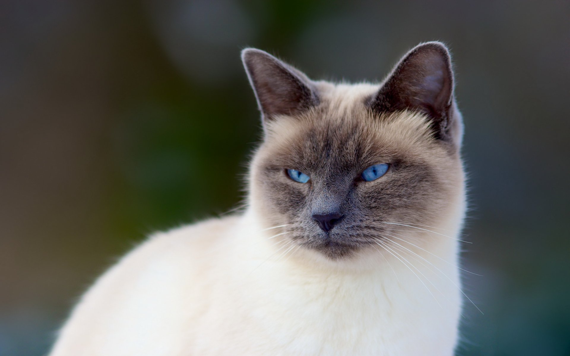 Download Animal Cat HD Wallpaper