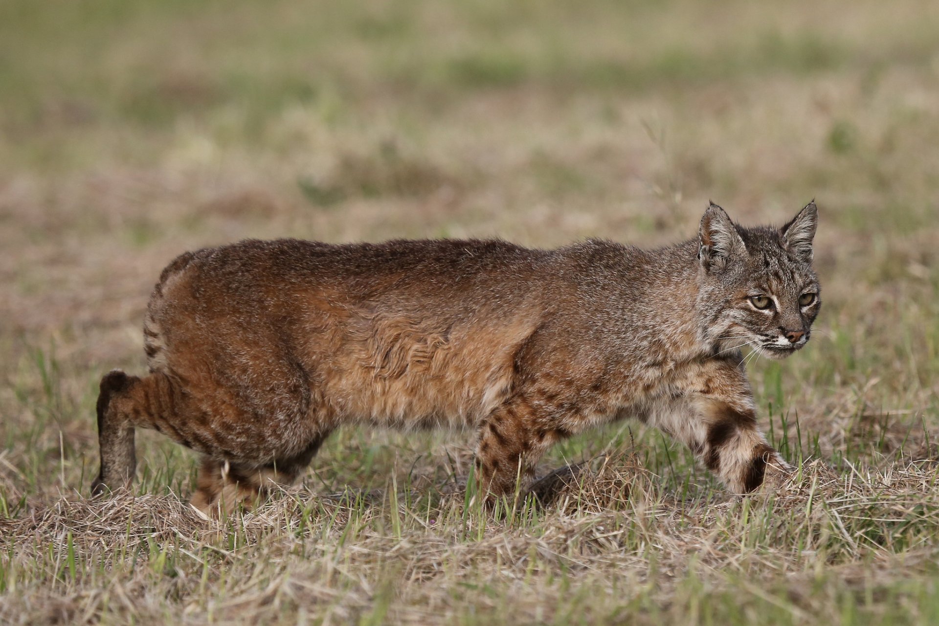HD PC desktop wallpaper featuring a lynx walking through a grassy field, showcasing its natural fur texture and alert expression.