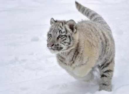 HD desktop wallpaper of a white tiger walking in the snow, showcasing the intricate patterns on its fur.