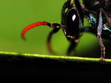 Tarantula Hawk