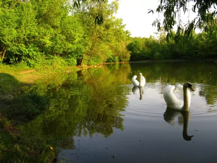 A serene HD wallpaper featuring two mute swans gracefully gliding on a tranquil pond, surrounded by lush greenery and reflections in the water.