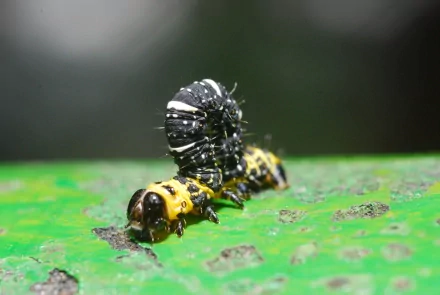 HD desktop wallpaper featuring a close-up of a black and yellow caterpillar on a green leaf with a blurred natural background.