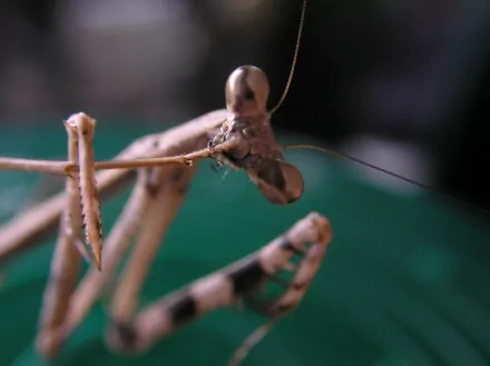 Animal praying mantis HD Desktop Wallpaper | Background Image