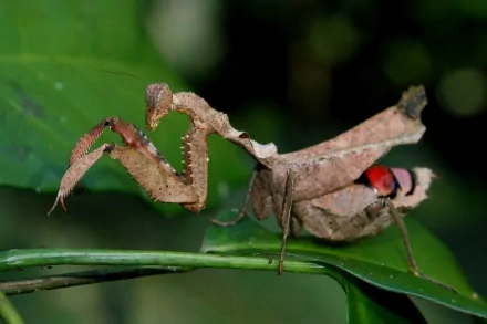 Animal praying mantis HD Desktop Wallpaper | Background Image