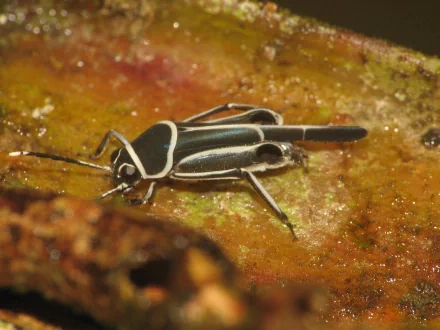  Pygmy Mole Cricket