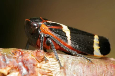 Animal leafhopper HD Desktop Wallpaper | Background Image