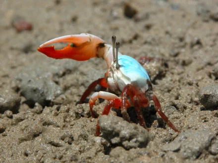 Animal fiddler crab HD Desktop Wallpaper | Background Image