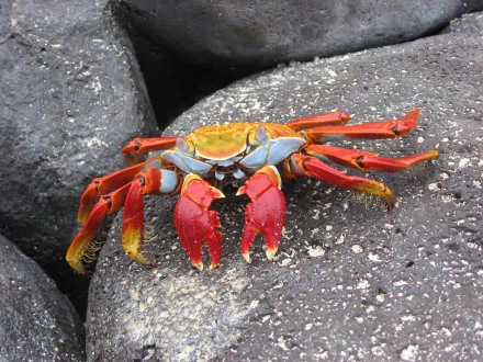 HD desktop wallpaper featuring a vibrant red and orange crab resting on dark volcanic rocks.