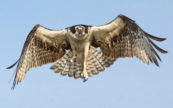 A majestic hawk soars against a clear blue sky, wings fully extended, capturing the power and grace of this striking animal in a high-definition desktop wallpaper.