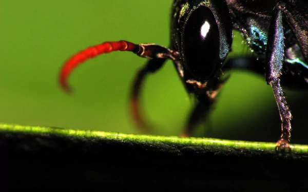 Close-up HD desktop wallpaper of a vibrant wasp with a red antenna on a green blurred background.