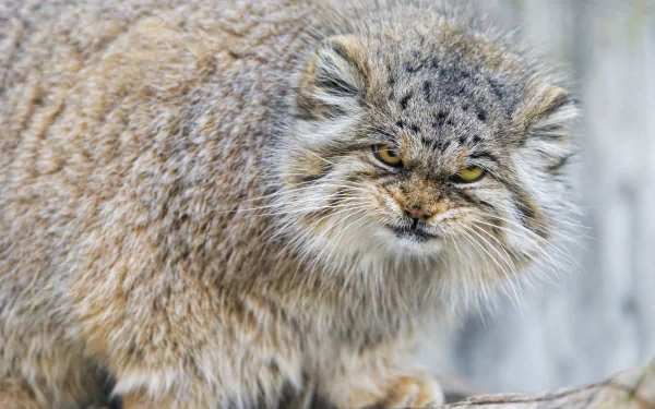 Pallas's Wild Cat