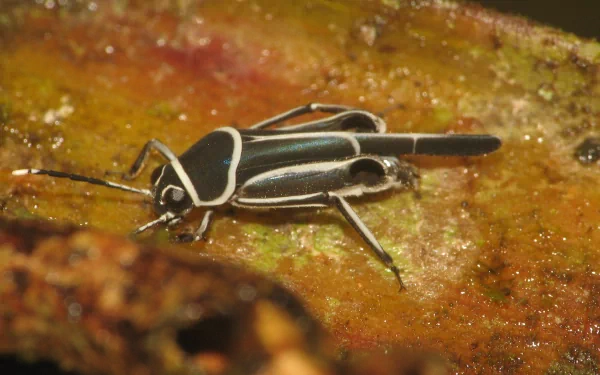  Pygmy Mole Cricket