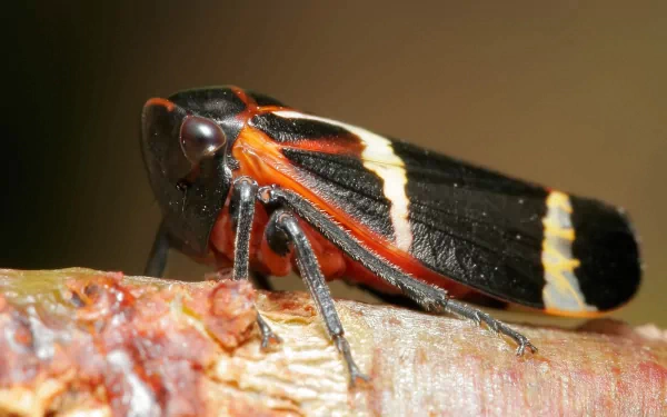 Animal leafhopper HD Desktop Wallpaper | Background Image