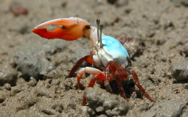 Animal fiddler crab HD Desktop Wallpaper | Background Image