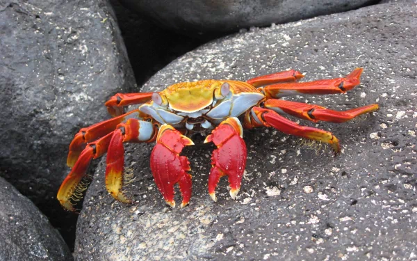 HD desktop wallpaper featuring a vibrant red and orange crab resting on dark volcanic rocks.