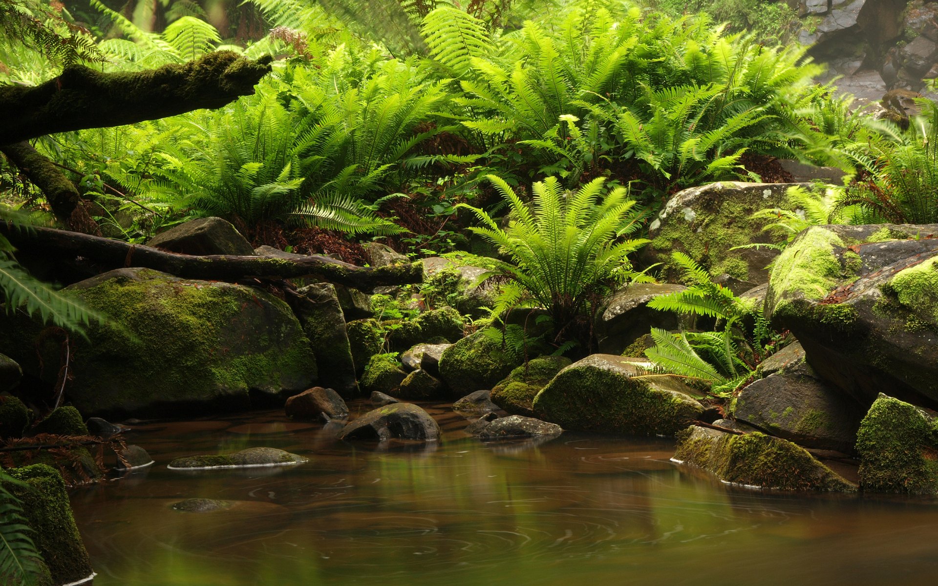 Lush green ferns and moss-covered rocks surround a calm forest pool, creating a serene nature landscape in this HD PC desktop wallpaper and background.