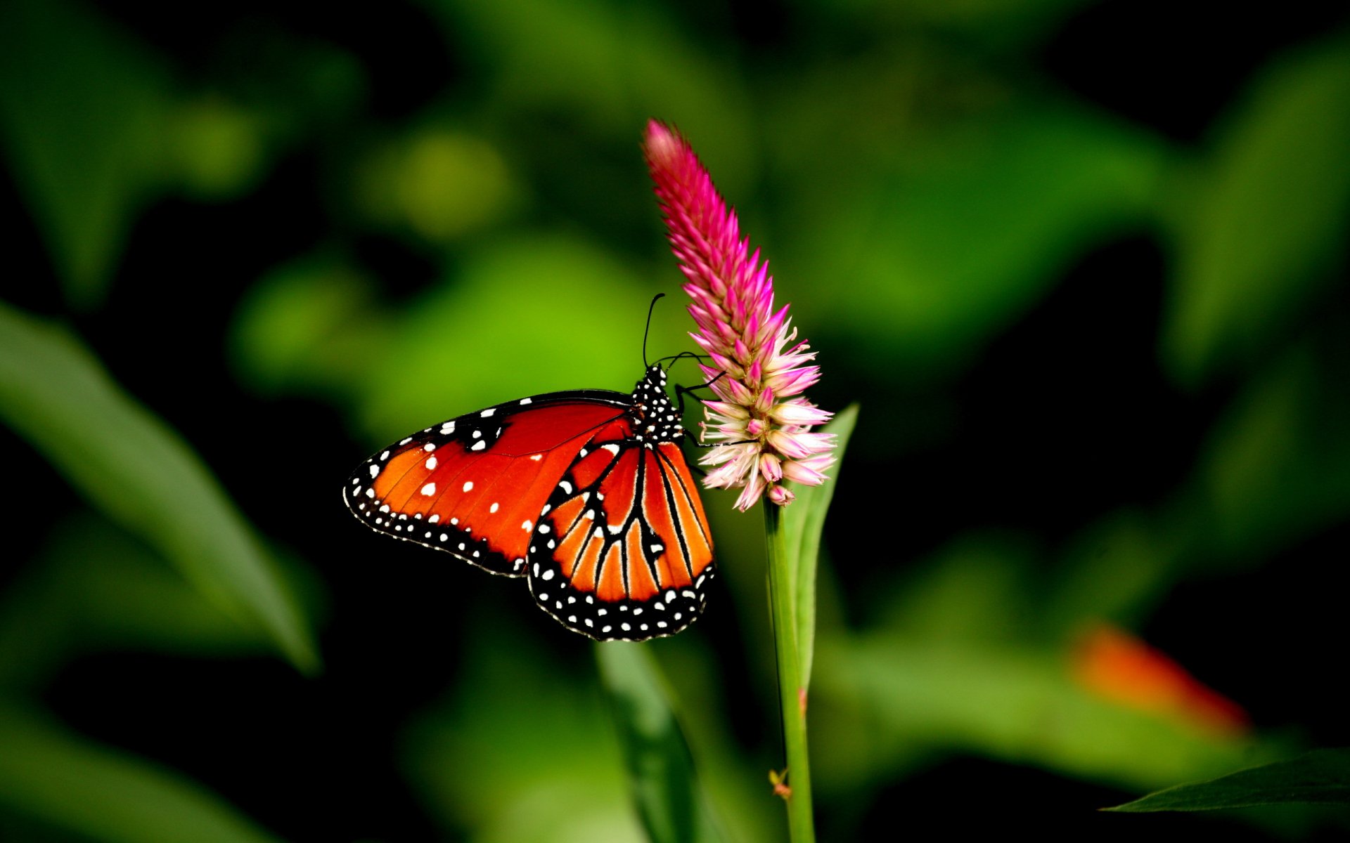 A vibrant butterfly with orange and black wings rests on a pink flower, surrounded by lush greenery, creating a stunning HD desktop wallpaper and background.