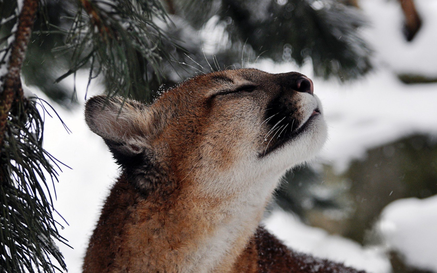 Cougar Wallpaper and Background | 1680x1050 | ID:392796