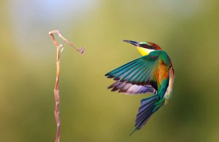 A vibrant European bee-eater in mid-flight, showcasing its stunning green and orange plumage against a softly blurred background, captured as an HD desktop wallpaper.