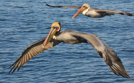 A stunning HD wallpaper featuring California brown pelicans gracefully soaring over shimmering blue waters. A captivating view of these majestic birds in their natural habitat.