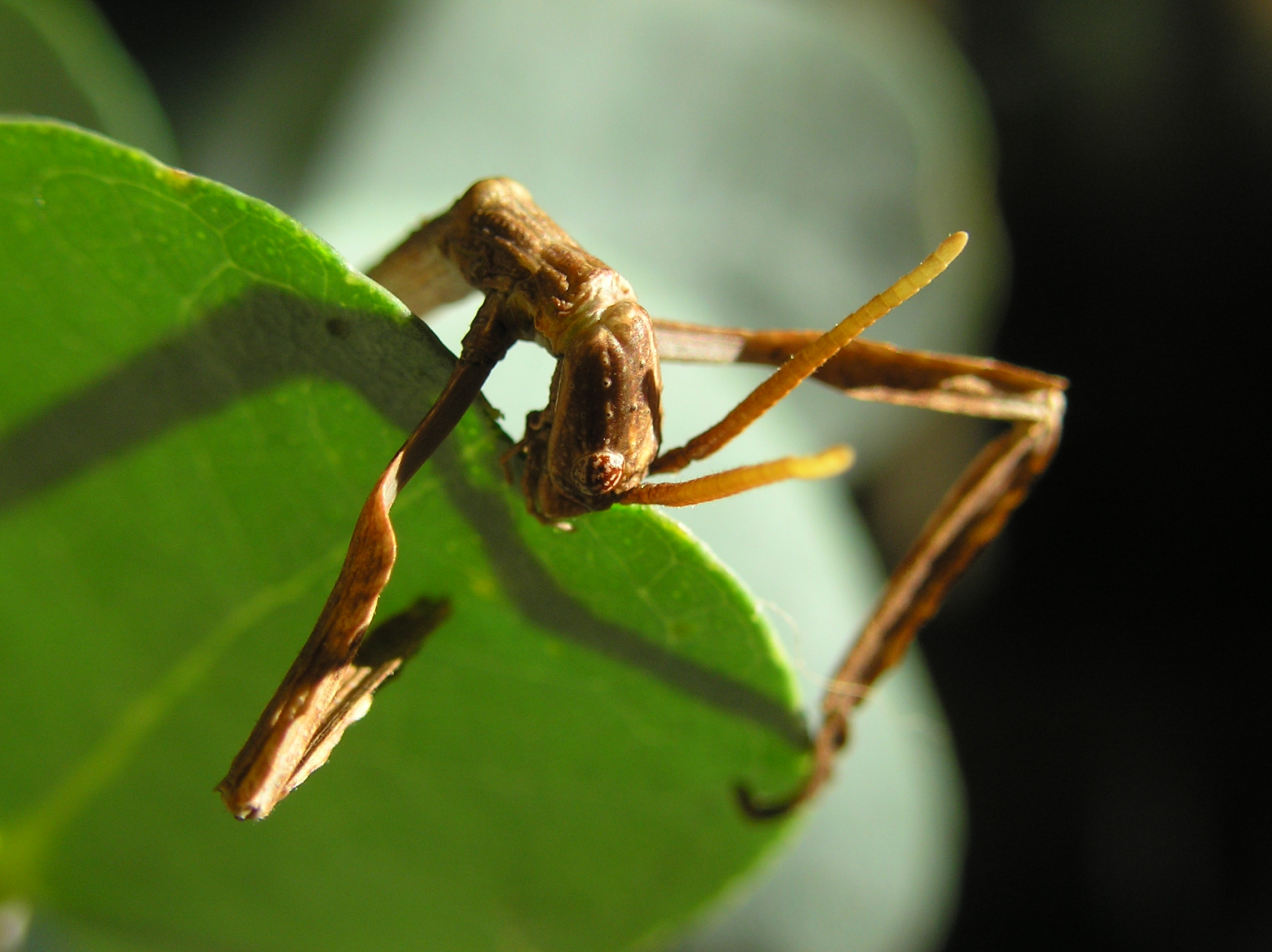 Download Animal Insect HD Wallpaper