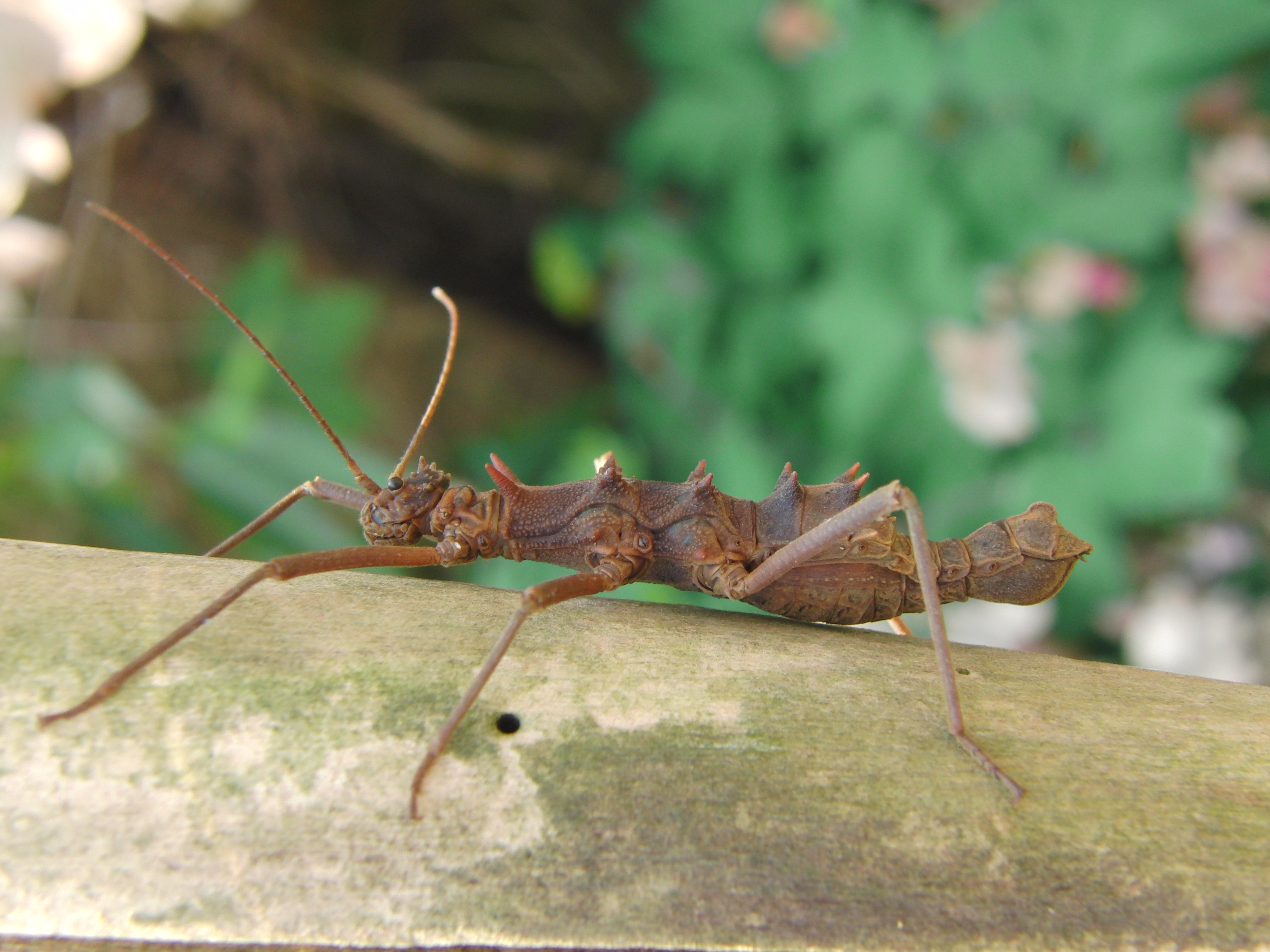 Download Animal Insect HD Wallpaper