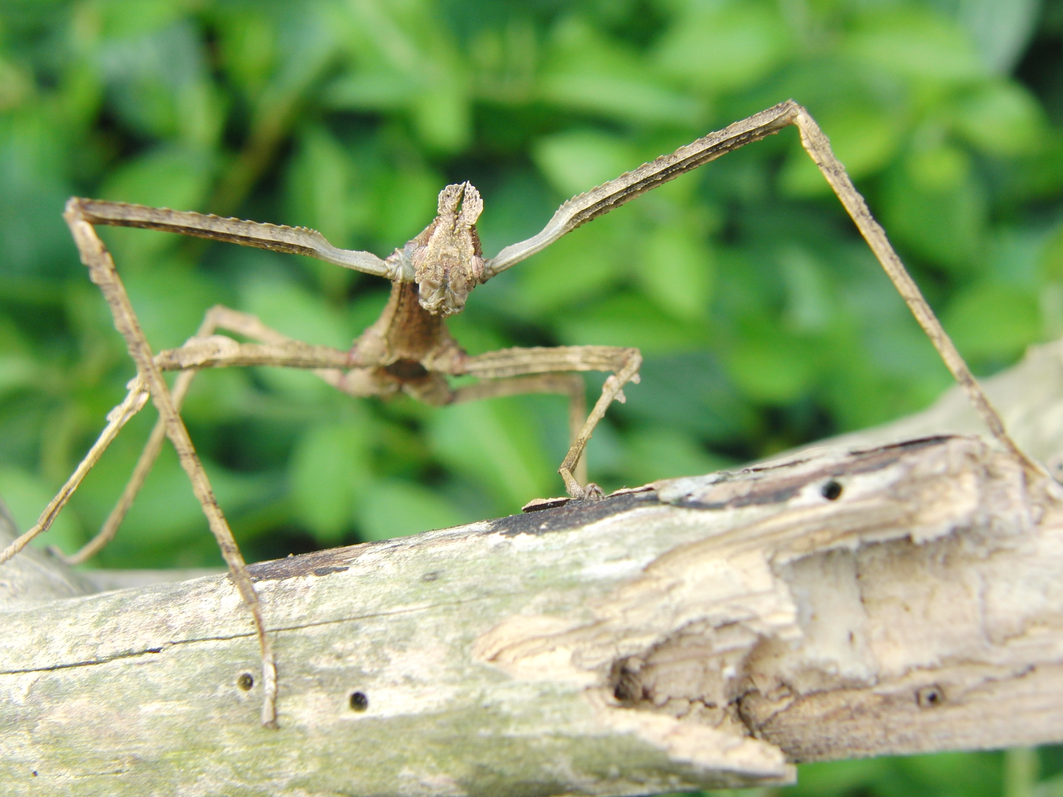 Download Animal Insect HD Wallpaper