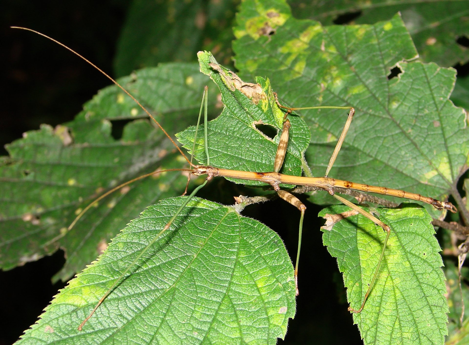 Download Animal Insect HD Wallpaper | 2547x1874 | Wallpaper Abyss