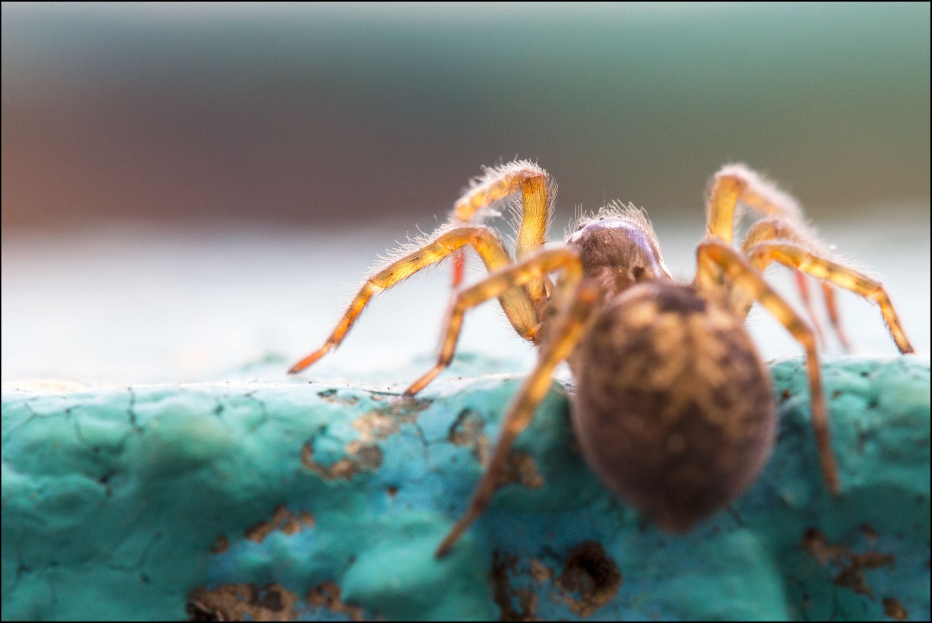蜘蛛 Full HD 壁纸 and 背景 | 3413x2280 | ID:39