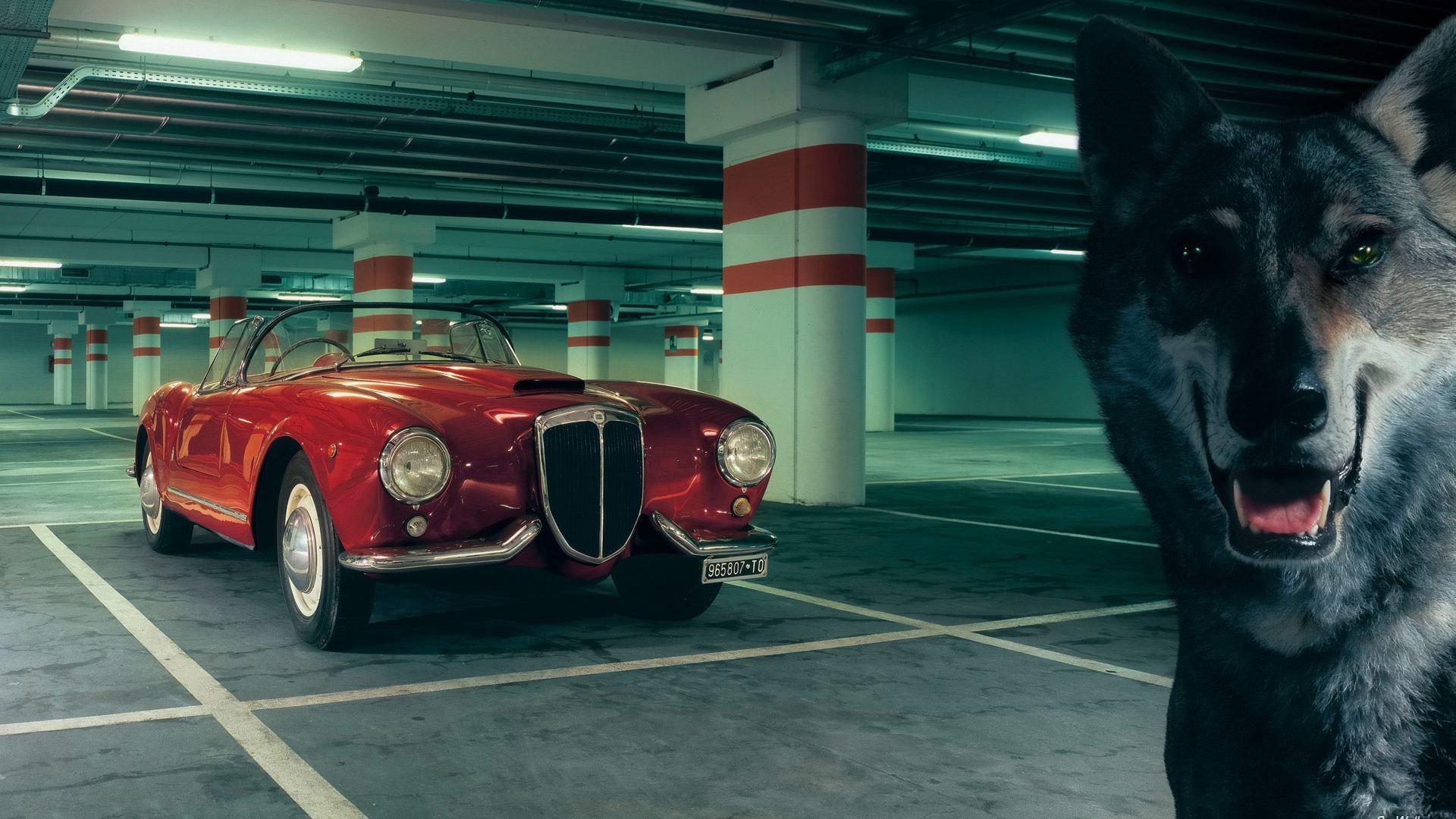 HD PC desktop wallpaper: red 1955 Lancia Aurelia B24 S vehicle parked in a dim underground garage with a black dog in the foreground.