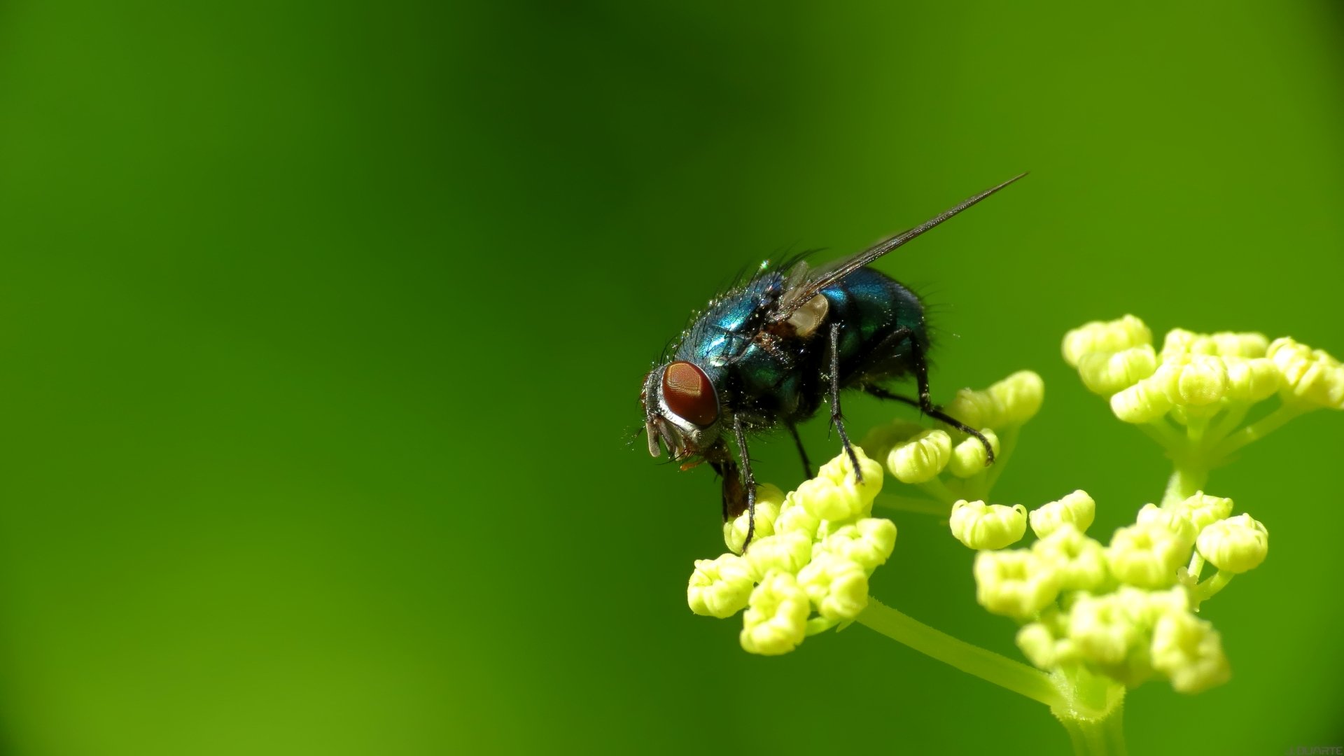 Download Animal Fly HD Wallpaper