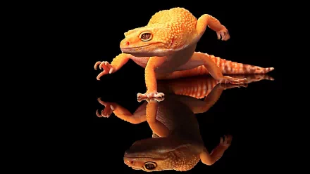 HD PC desktop wallpaper of a bright orange lizard (animal) poised on a reflective black surface, its vivid reflection mirroring textured skin and outstretched limbs.