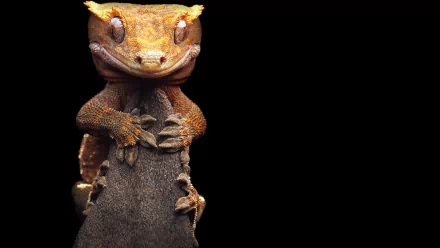 Animal gecko HD Desktop Wallpaper | Background Image