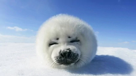 Animal seal HD Desktop Wallpaper | Background Image