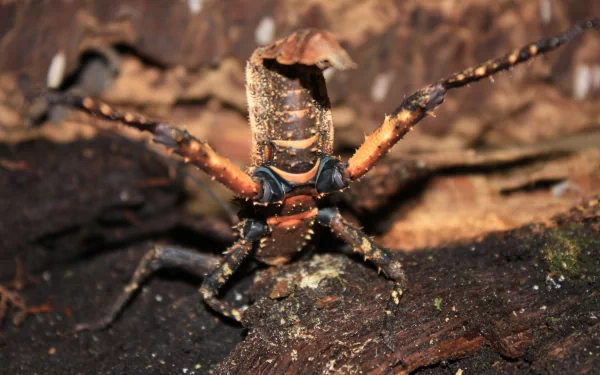 Animal insect HD Desktop Wallpaper | Background Image