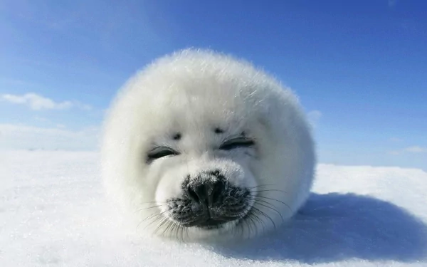 Animal seal HD Desktop Wallpaper | Background Image