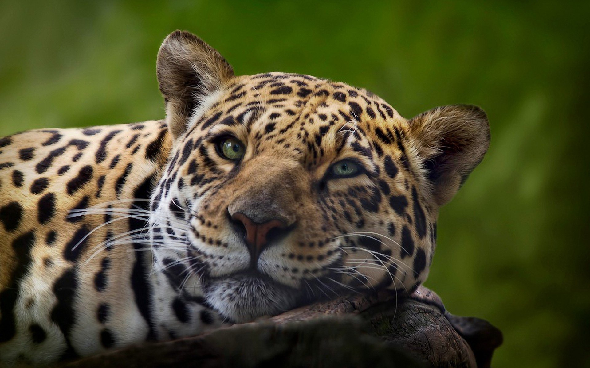 Close-up of a jaguar resting its head, captured in sharp detail against a blurred green background, presented as an HD PC desktop wallpaper.