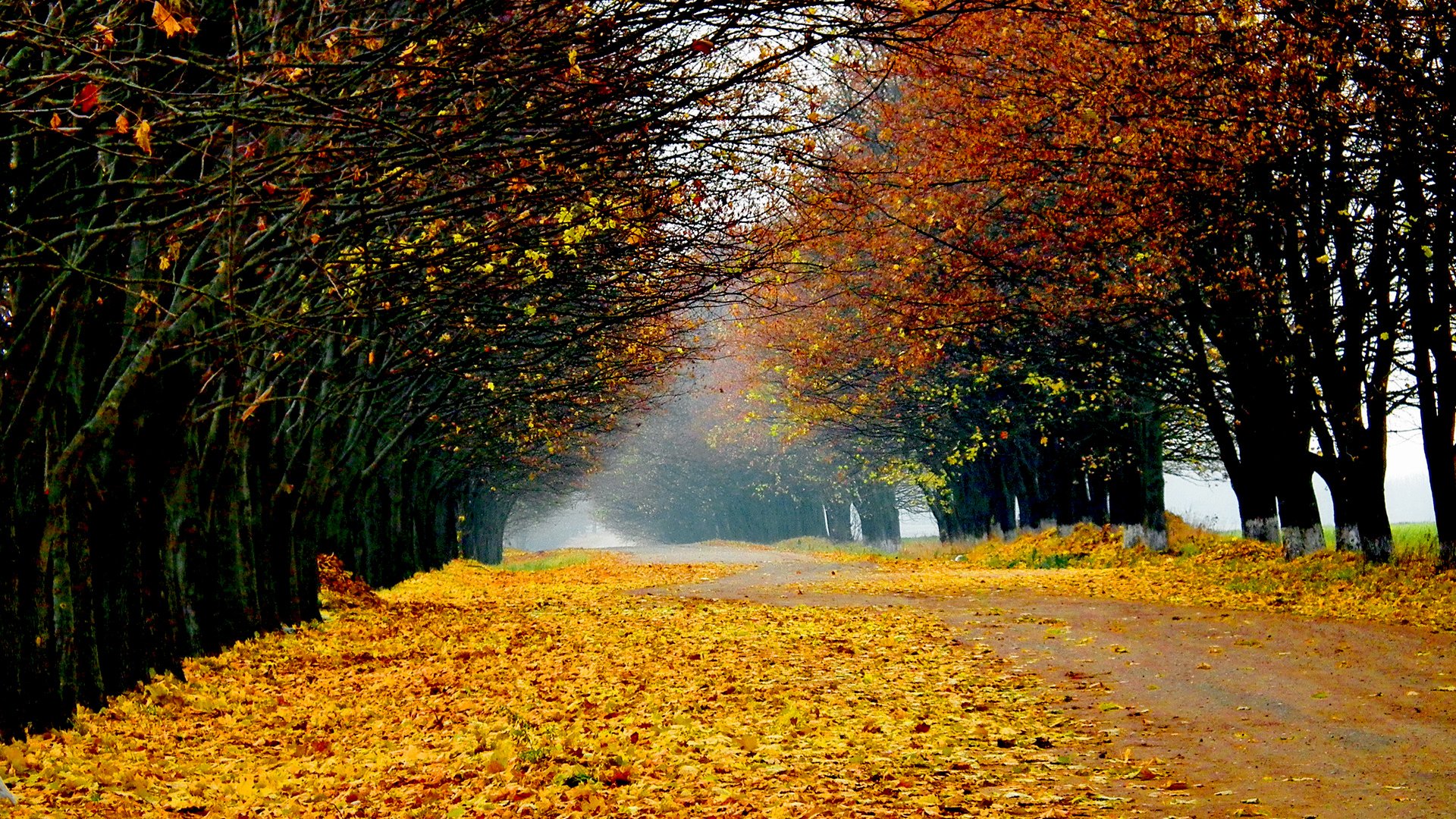 Images D Automne Pour Fond D écran Automne Fond d'écran HD | Arrière-Plan | 1920x1080 | ID:394276