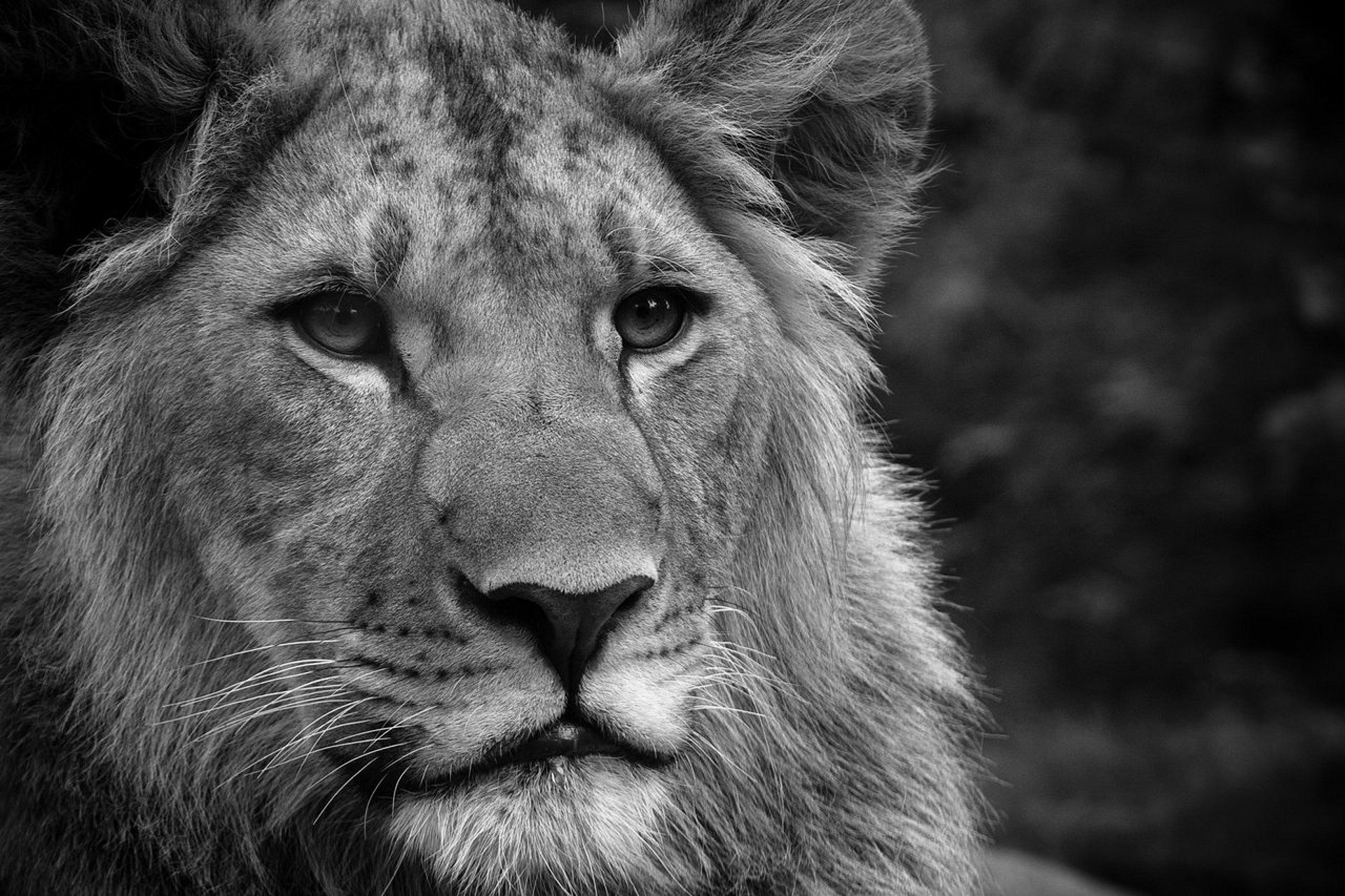 A close-up of a lion's face in striking black and white, showcasing its majestic features. This HD image serves as a captivating desktop wallpaper or background.