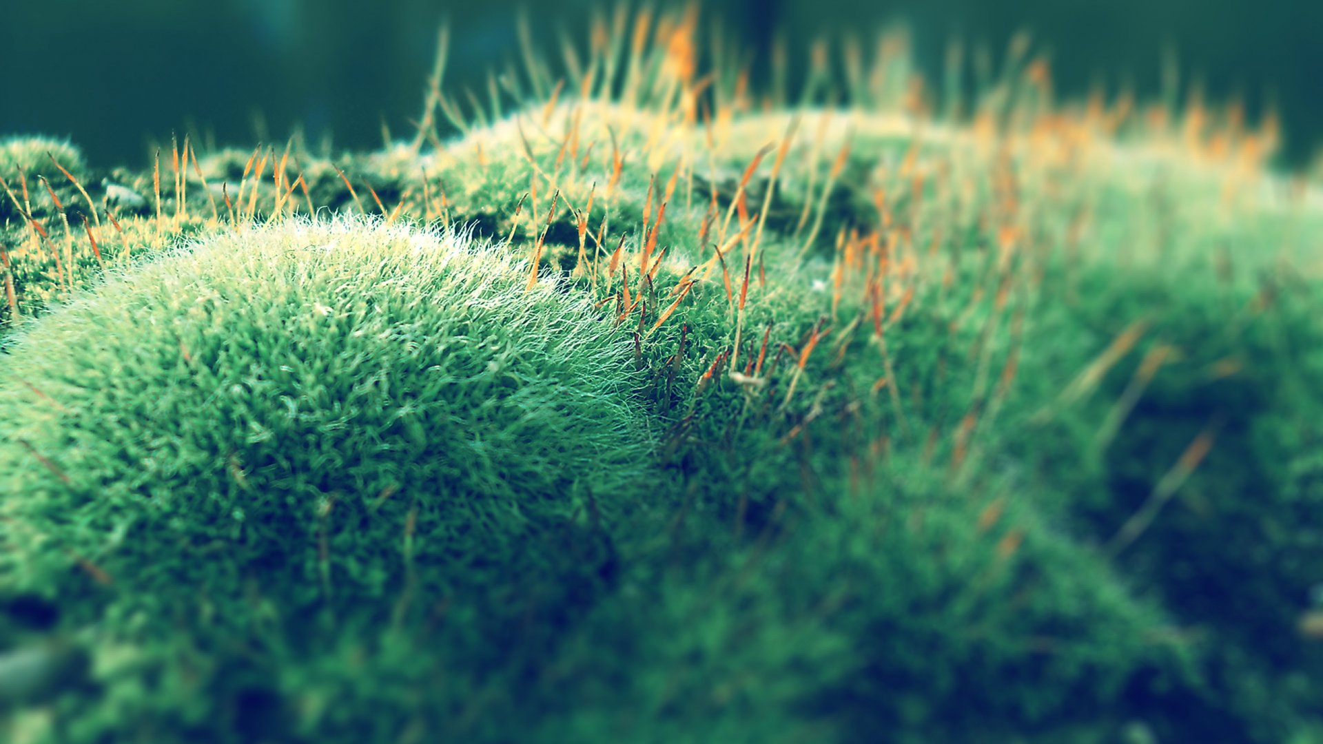 Close-up nature shot of lush green moss with fine orange sporophytes and creamy bokeh, 2K Quad HD PC desktop wallpaper and background.