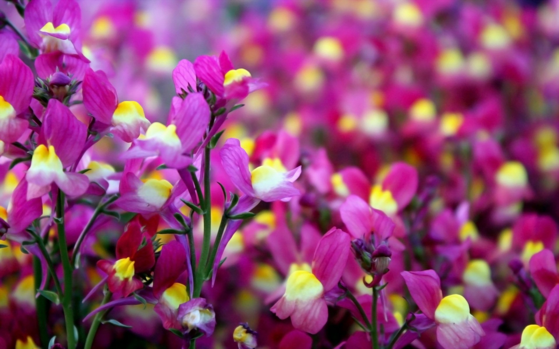 Vibrant pink and yellow flowers in full bloom, captured in high definition as a nature-themed PC desktop wallpaper background.