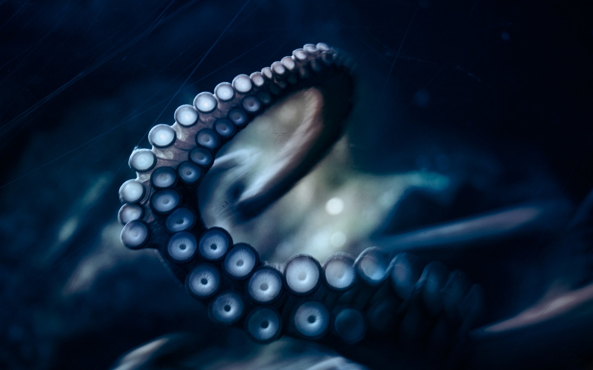 Download Animal Octopus HD Wallpaper