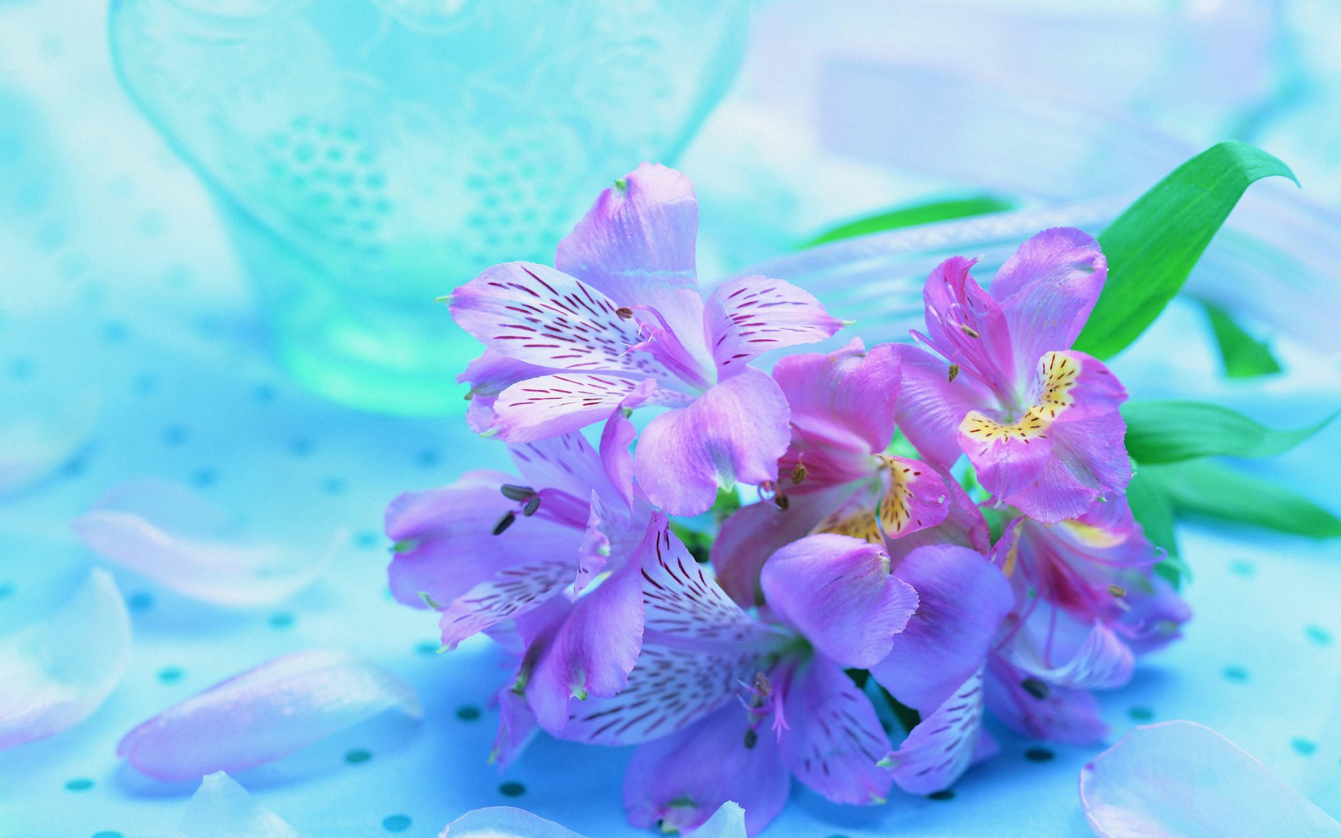 Lilac Orchids